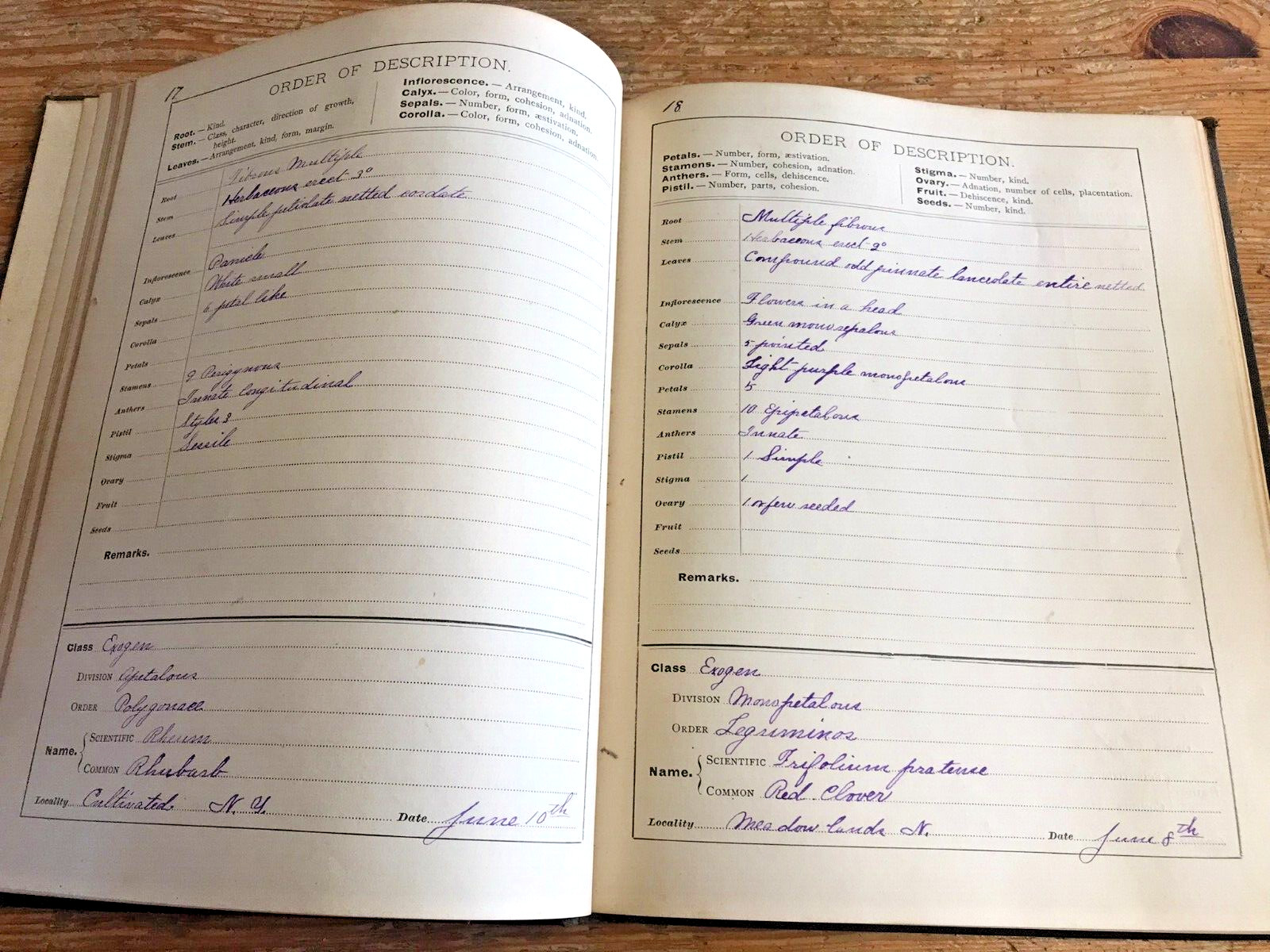 Antique Botanical Scrapbook 1889 Apgar's Analysis Pressed Plant Specimens Book