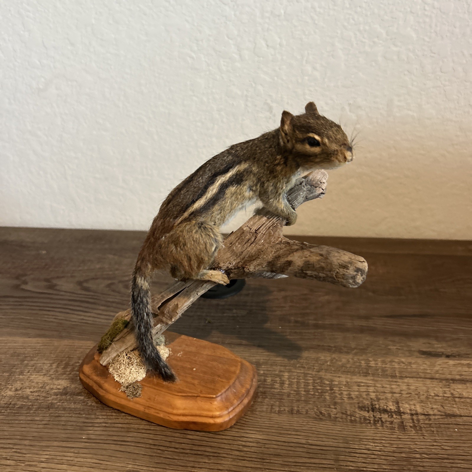Chipmunk On Base ~ Taxidermy