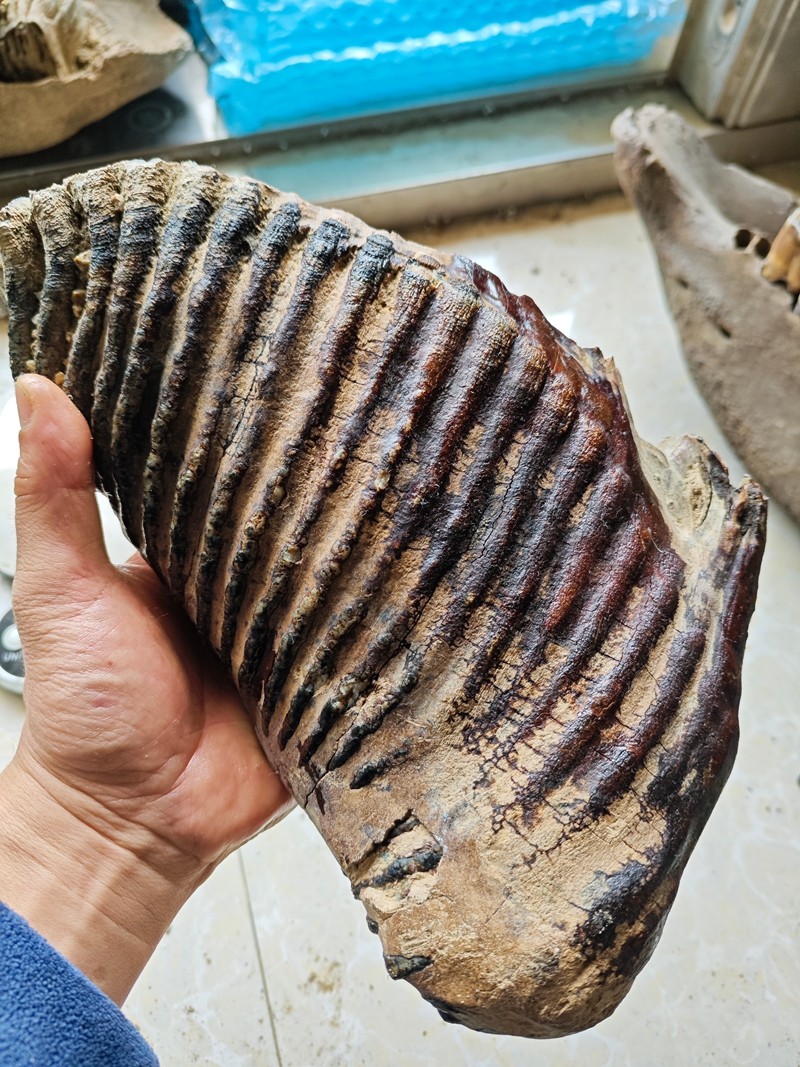 Exquisite fossilized teeth from the Ice Age - Ancient fossil specimens