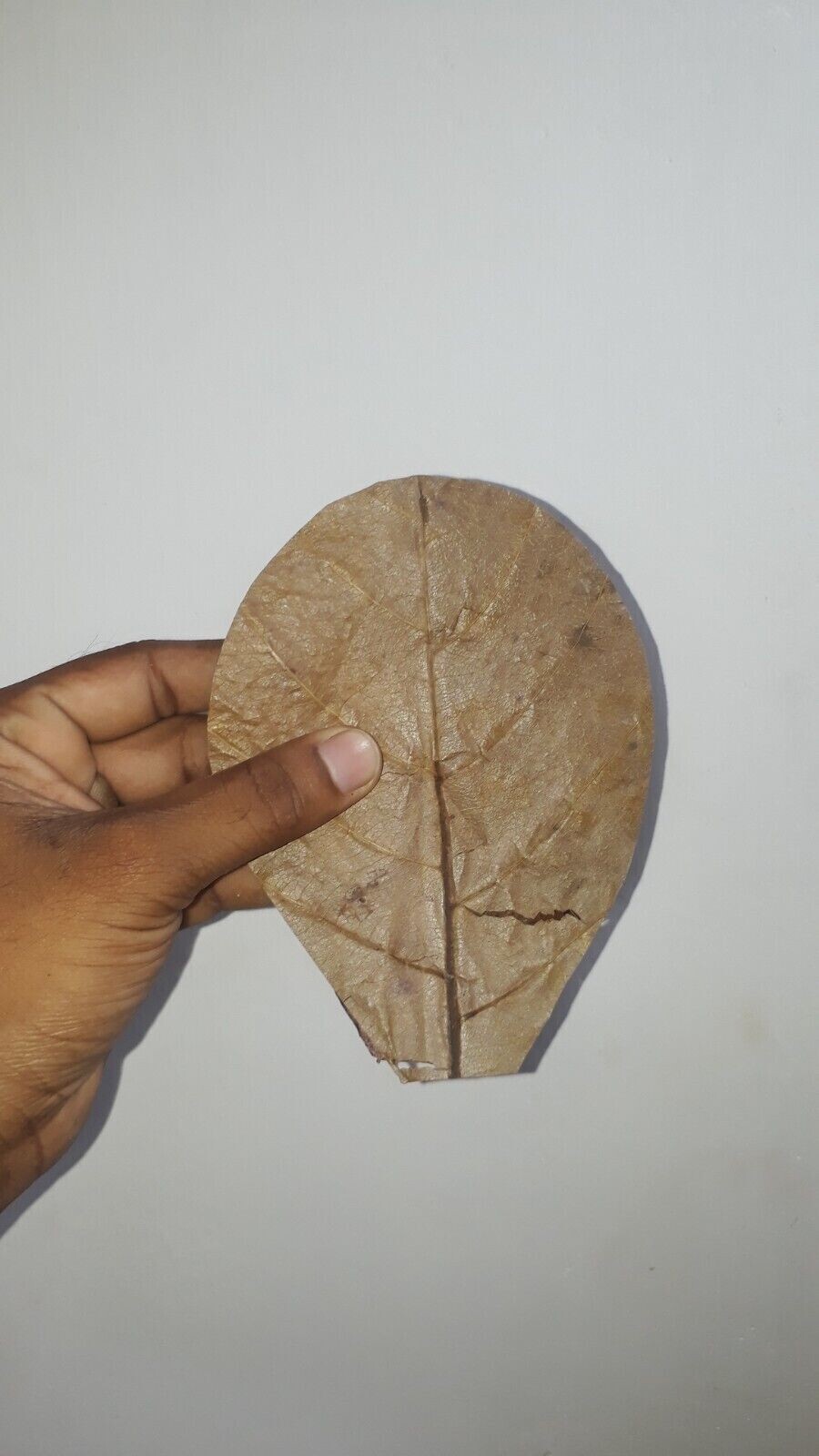 100Pc almond leaves 5'' catappa indian ketapang leaf Shrimp betta fish aquarium