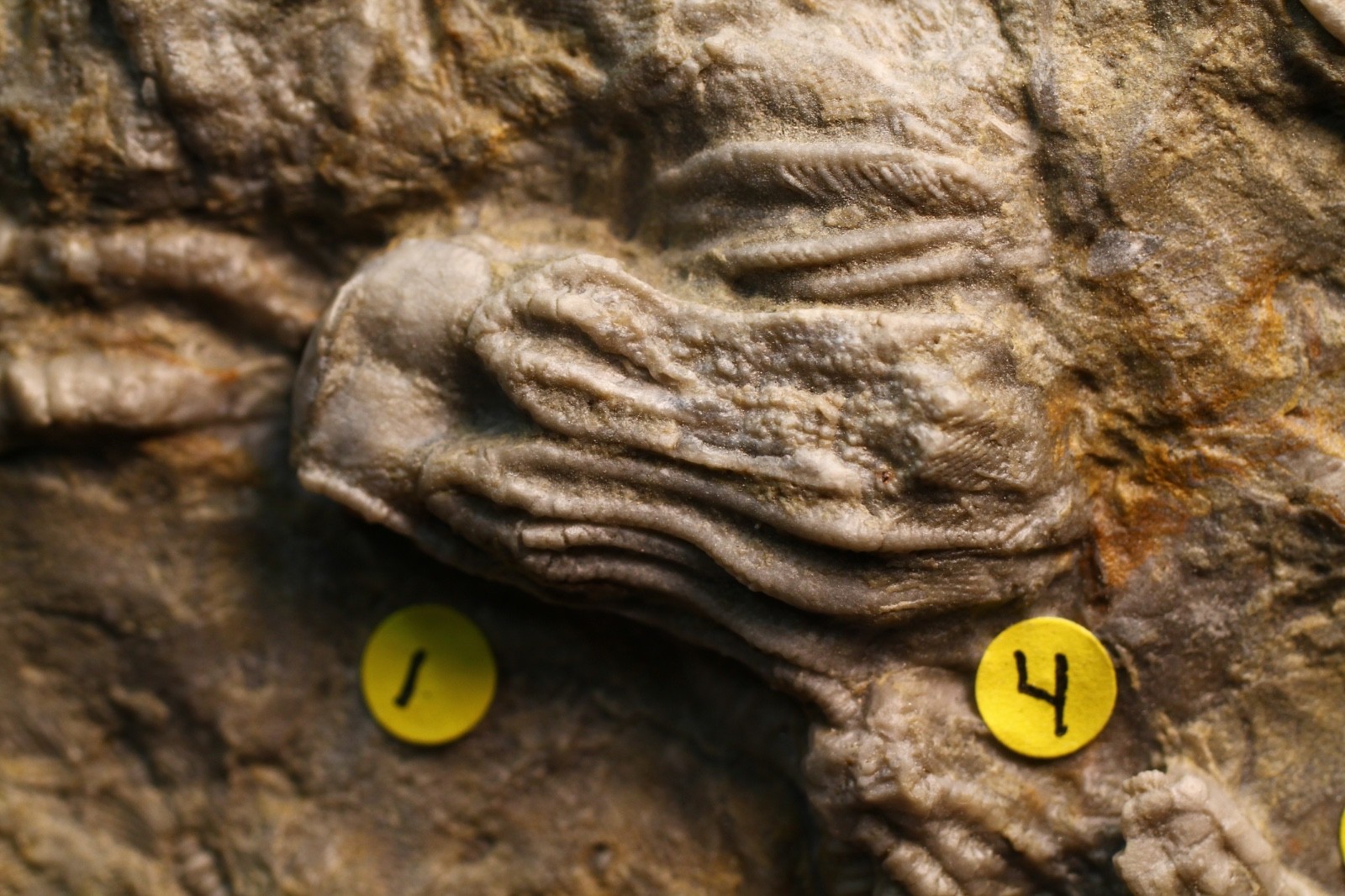 Five Different Crinoid Fossils, Franklin Co., Alabama