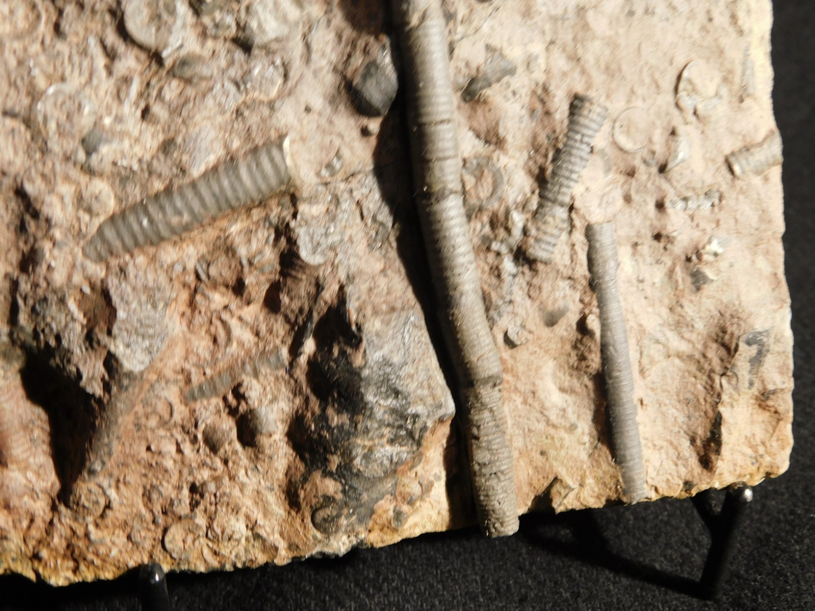 Nice! 430 Million Year Old! CRINOID Fossil or Sea LILY Fossil Morocco 838gr