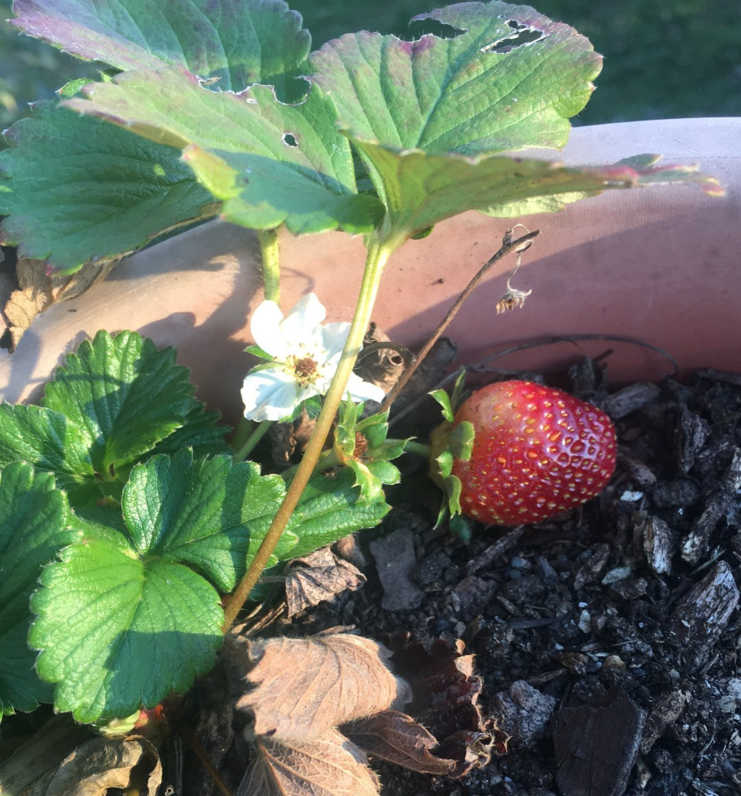 Albion Strawberry Plants dormant, bareroot strawberry plants