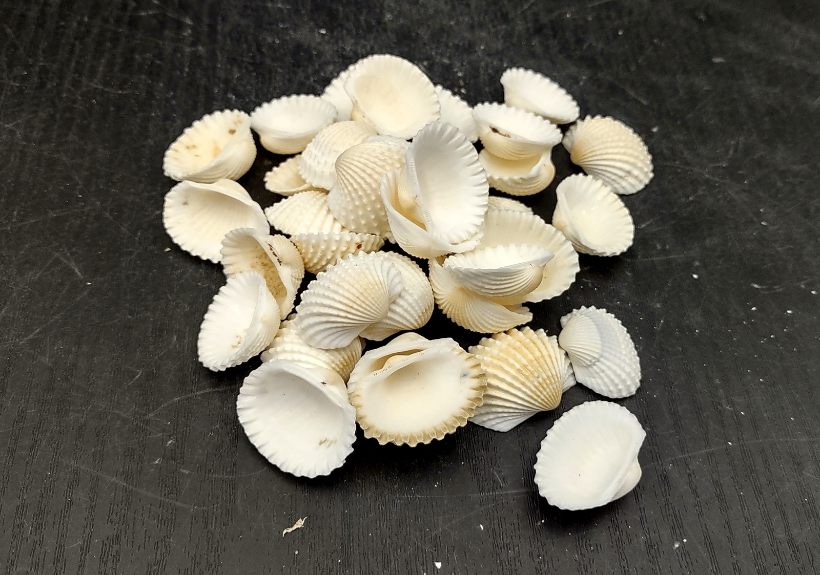 White Ark Clam Seashells Andara Granosa (approx. half cup 35+ shells 0.5+ in.)