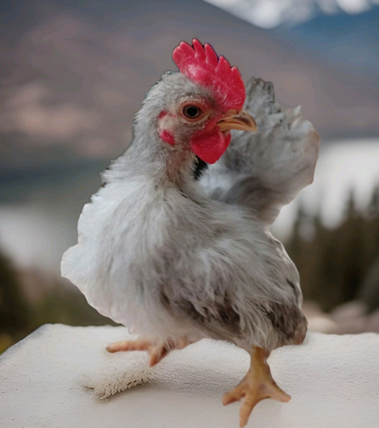 12+Ex NPIP AI CLEAN Pure Serama Micro To B Hatching Eggs MALAYSIAN & TRADITIONAL