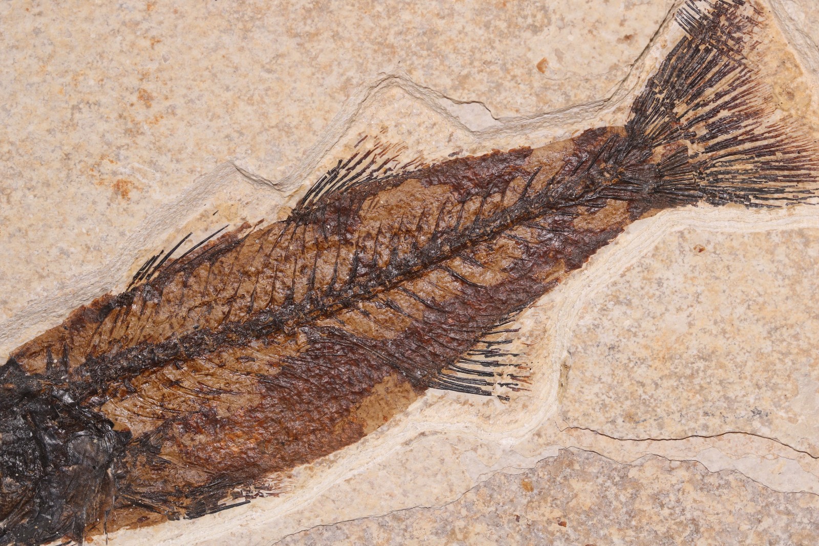 5.2" Mioplosus Fossil Fish Fossil Lake Green River Fm Wyoming WY COA 11858