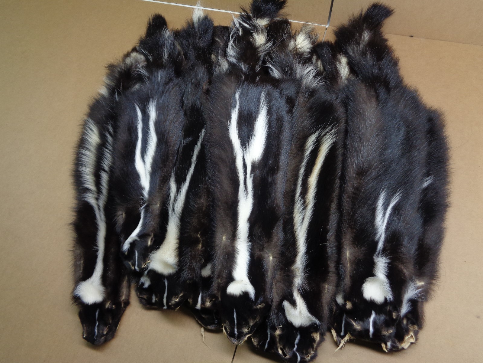 Professionally Tanned V Stripe Skunk hide/skin/fur/gag gift/prank/Harley gear