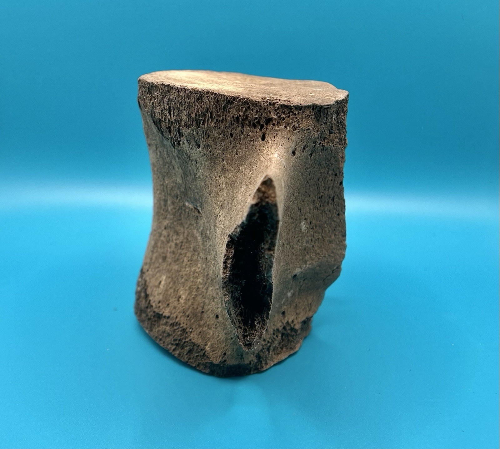 Fossil Cetacean Vertebra – Whale or Dolphin – Peace River, Florida