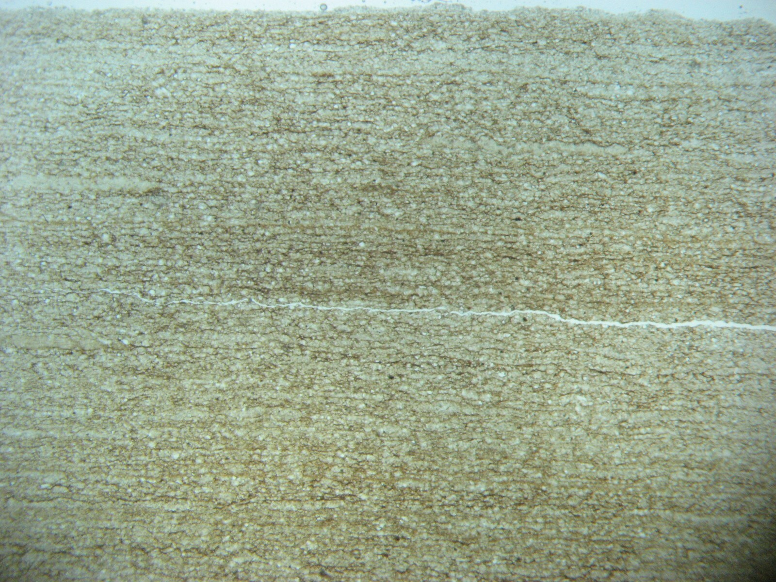 Geological Rock Formation & fossil Thin Section collection 100 slides in case