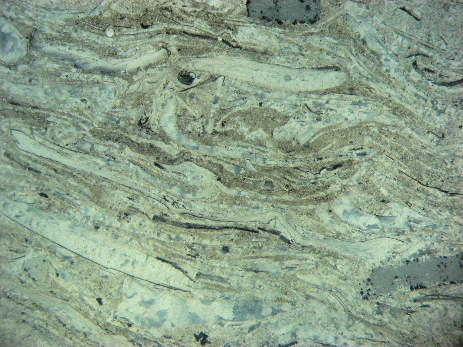 Geological Formation 25 Thin Section Slides Precambrian to Miocene Fossils Rocks