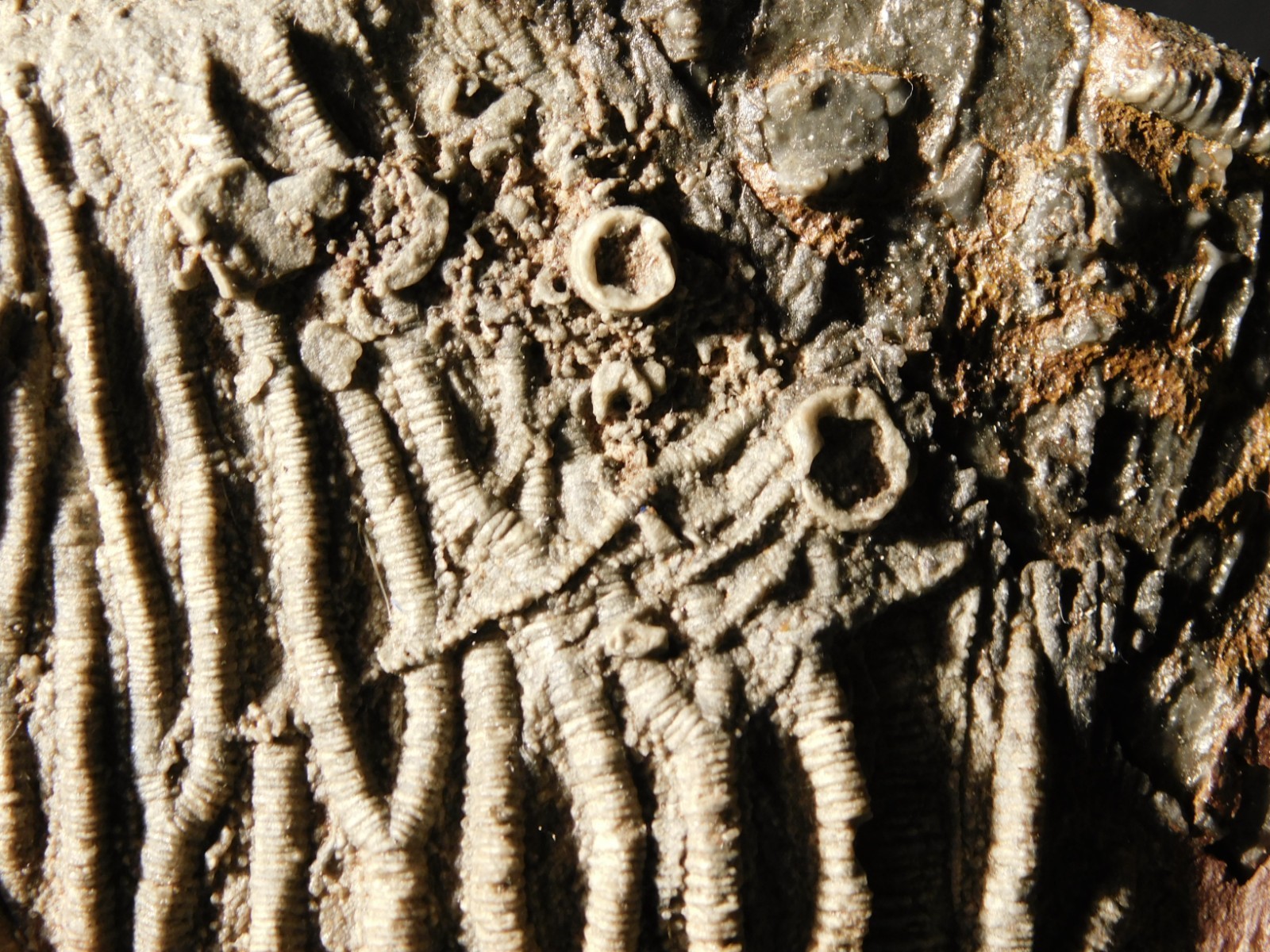 430 Million Year Old! CRINOID Fossil or Sea LILY Fossil Morocco 505gr