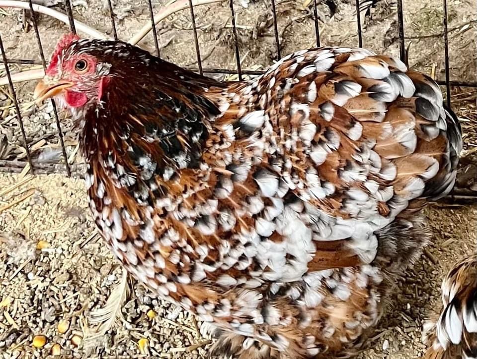 Dozen Mille Fleur Bantam Cochin Eggs