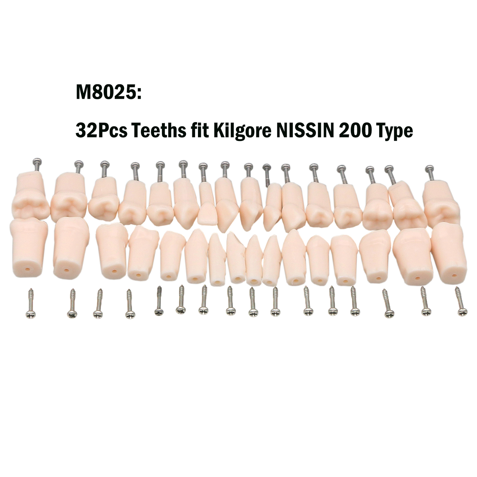 Dental Oral Cavity Model Removable Screw-in Teeth fit Kilgore NISSIN 200 32pcs