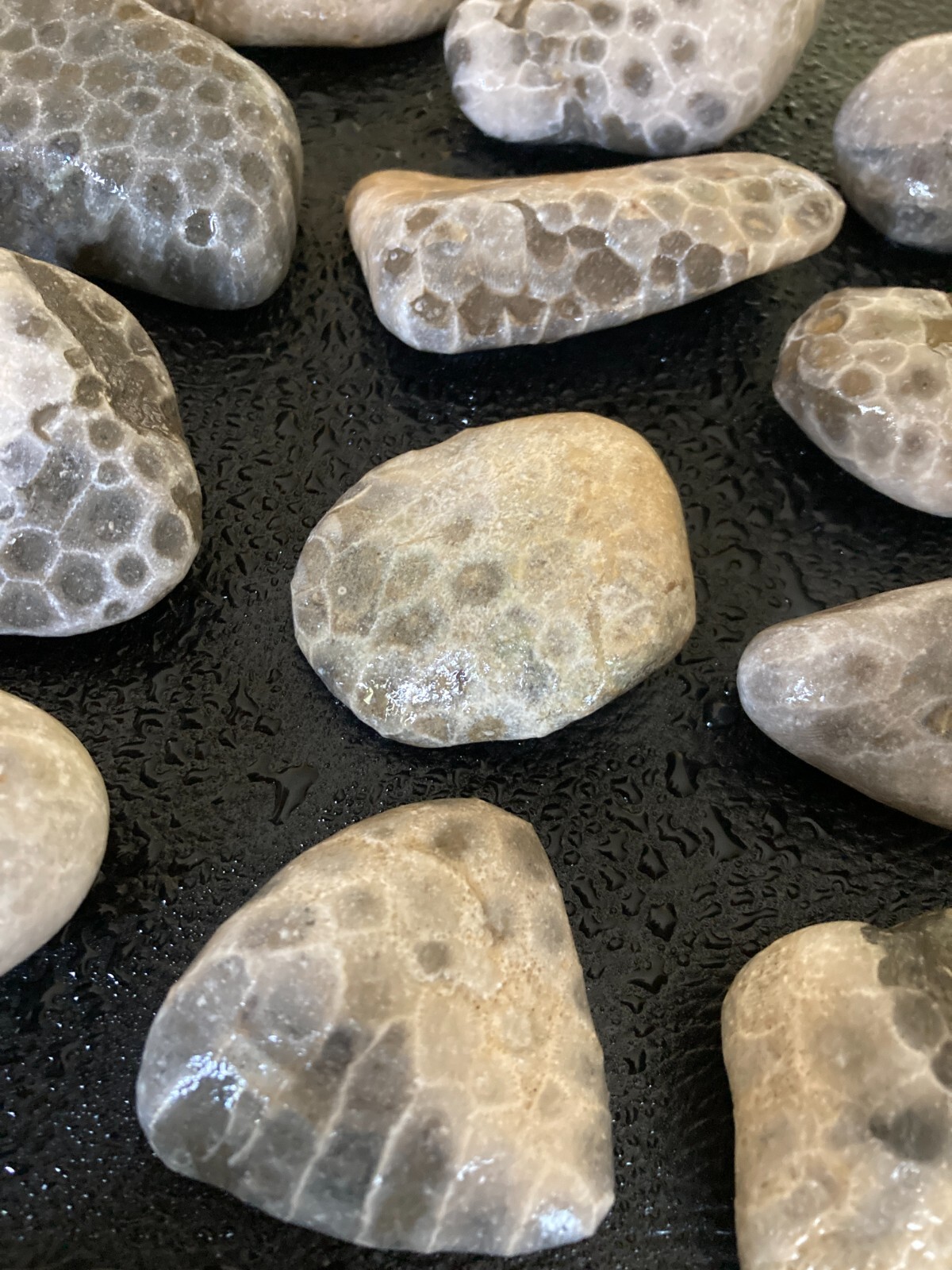 16pc BULK Michigan Petoskey Stones (Hexagonaria) - Natural Fossils 3LBS