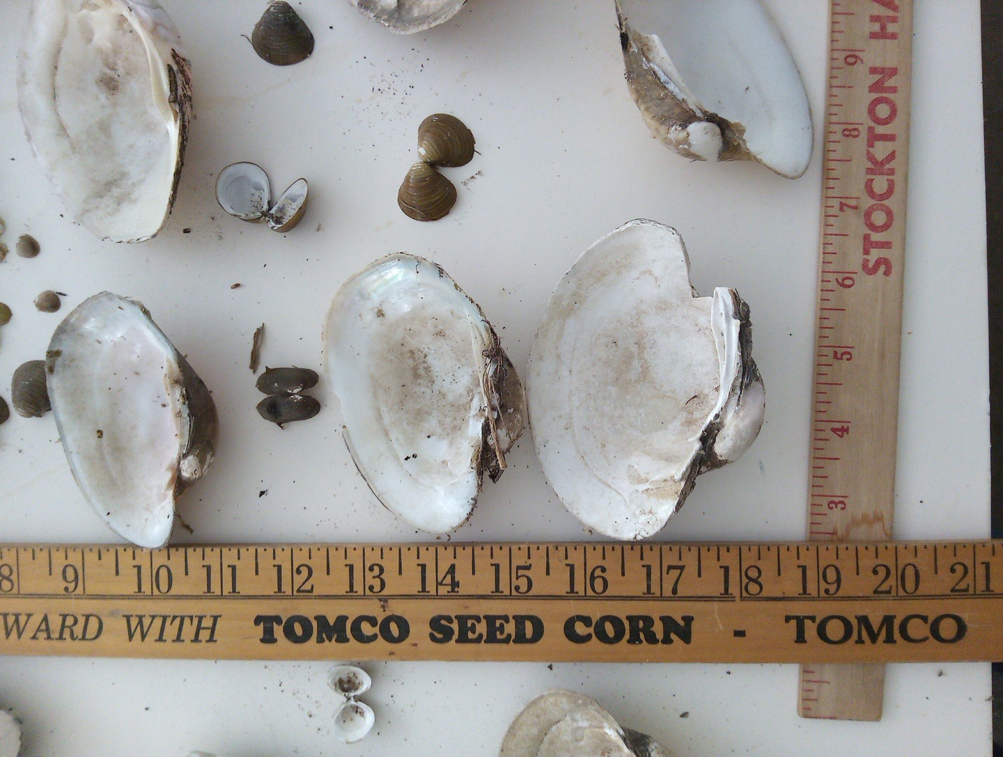 Lot Of Mississippi River Clam Shells,Mother of Pearl,Crafts,Aquariums