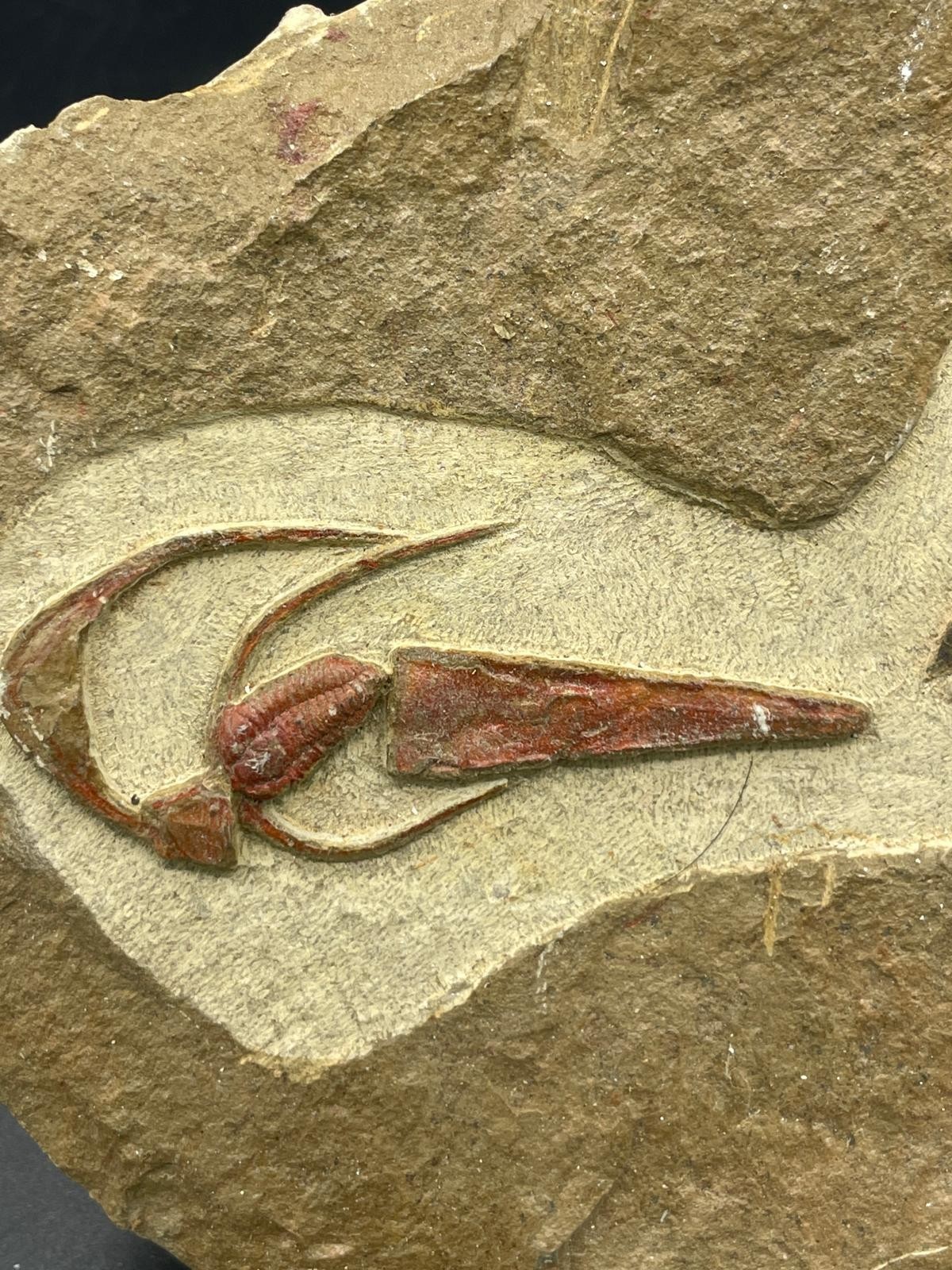 Rare Ordovician Life Plate: Euloma, Orthoceras & Ampyx Association