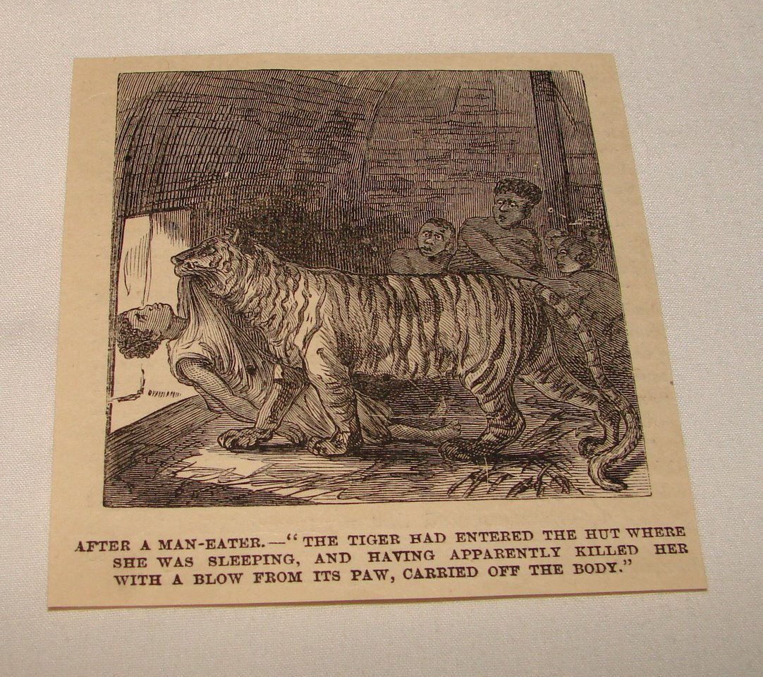 1885 magazine engraving ~ TIGER DRAGGING A KILLED WOMAN
