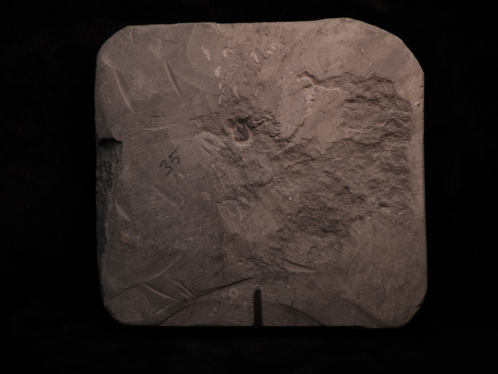 Sweet Pachylocrinus aequalis Fossil Crinoid, Crawfordsville, IN