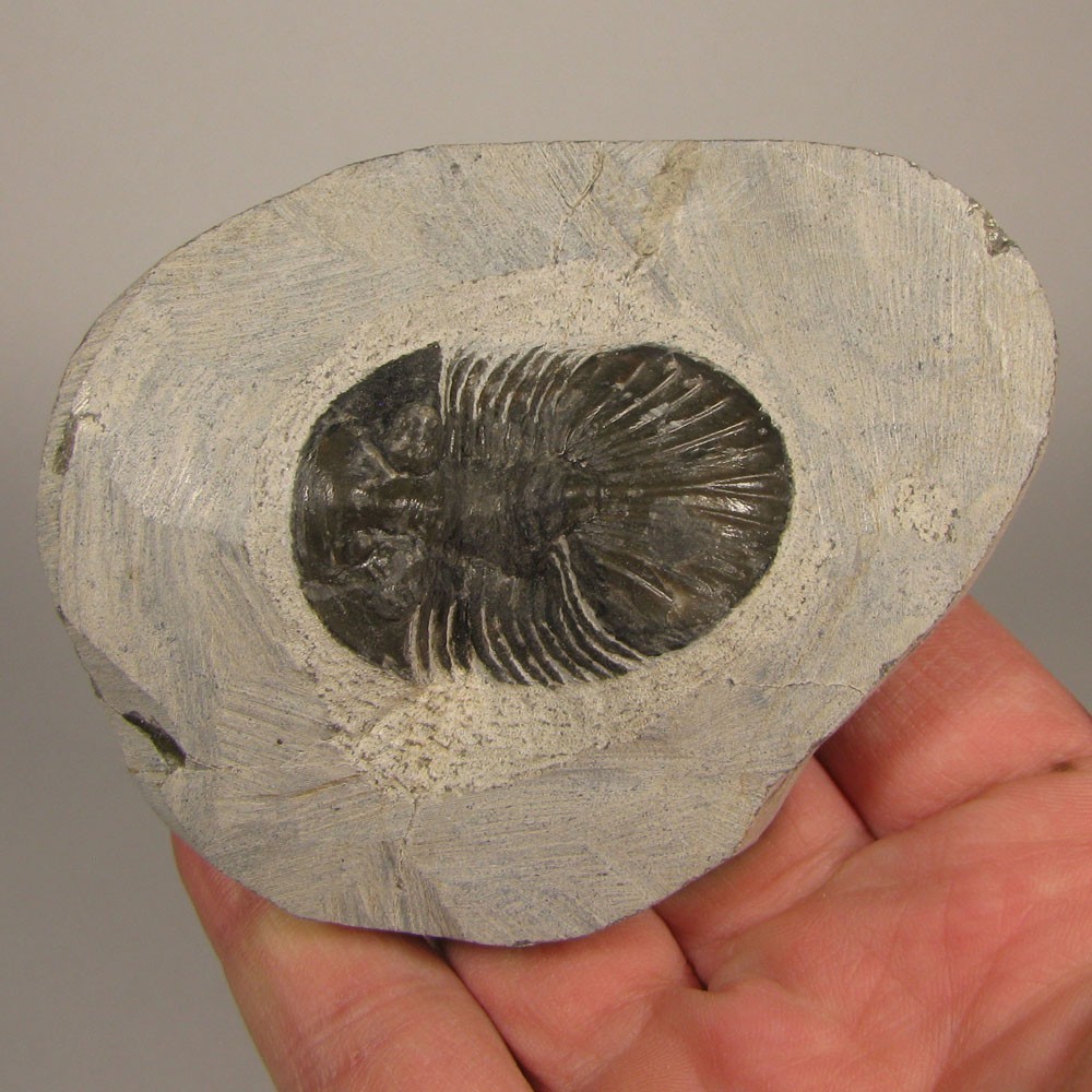 1.5" Scabriscutellum TRILOBITE Fossil on Matrix - Devonian Age - Morocco