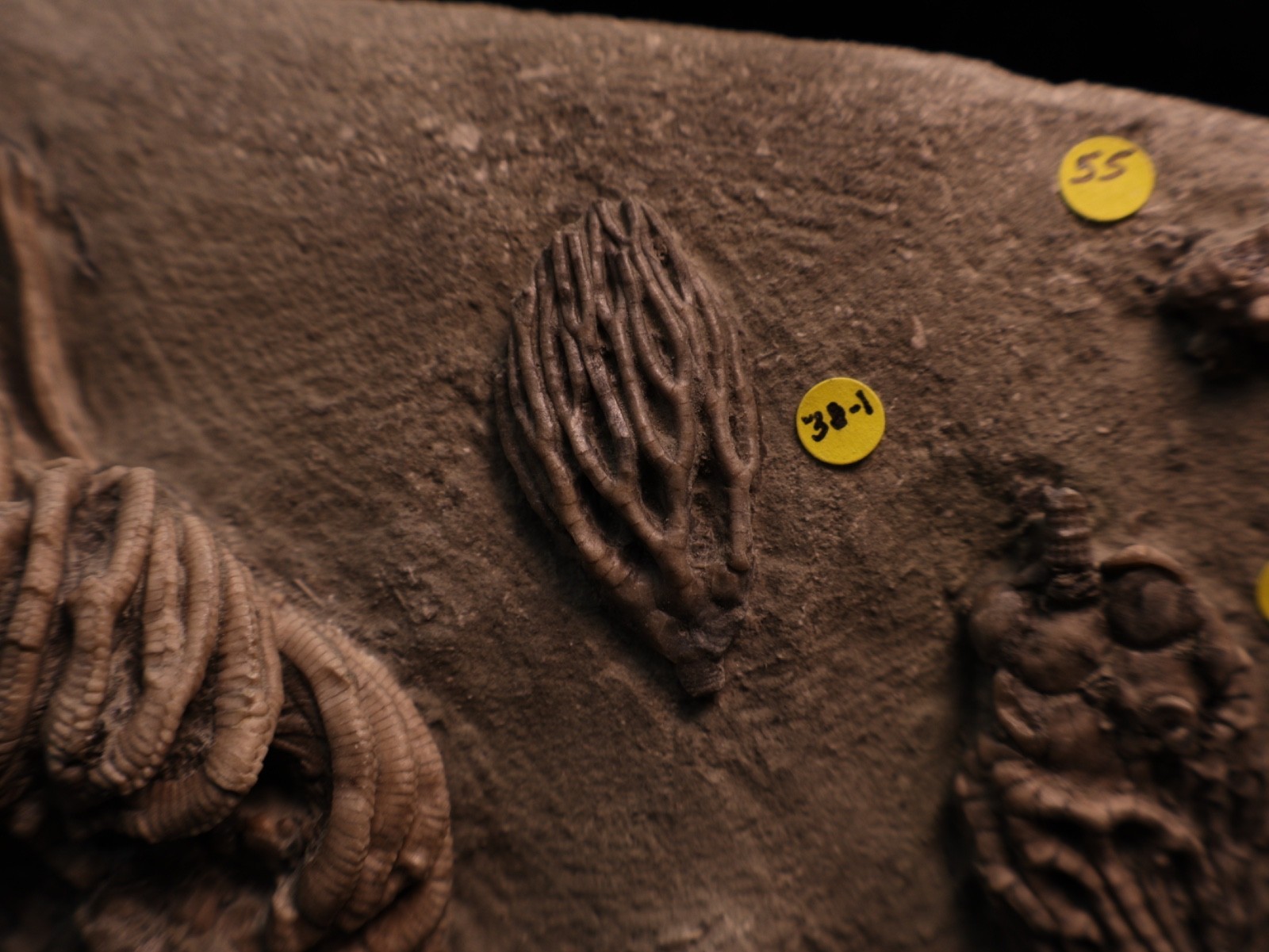 Meaty Plate of Fossil Crinoids, Crawfordsville, IN