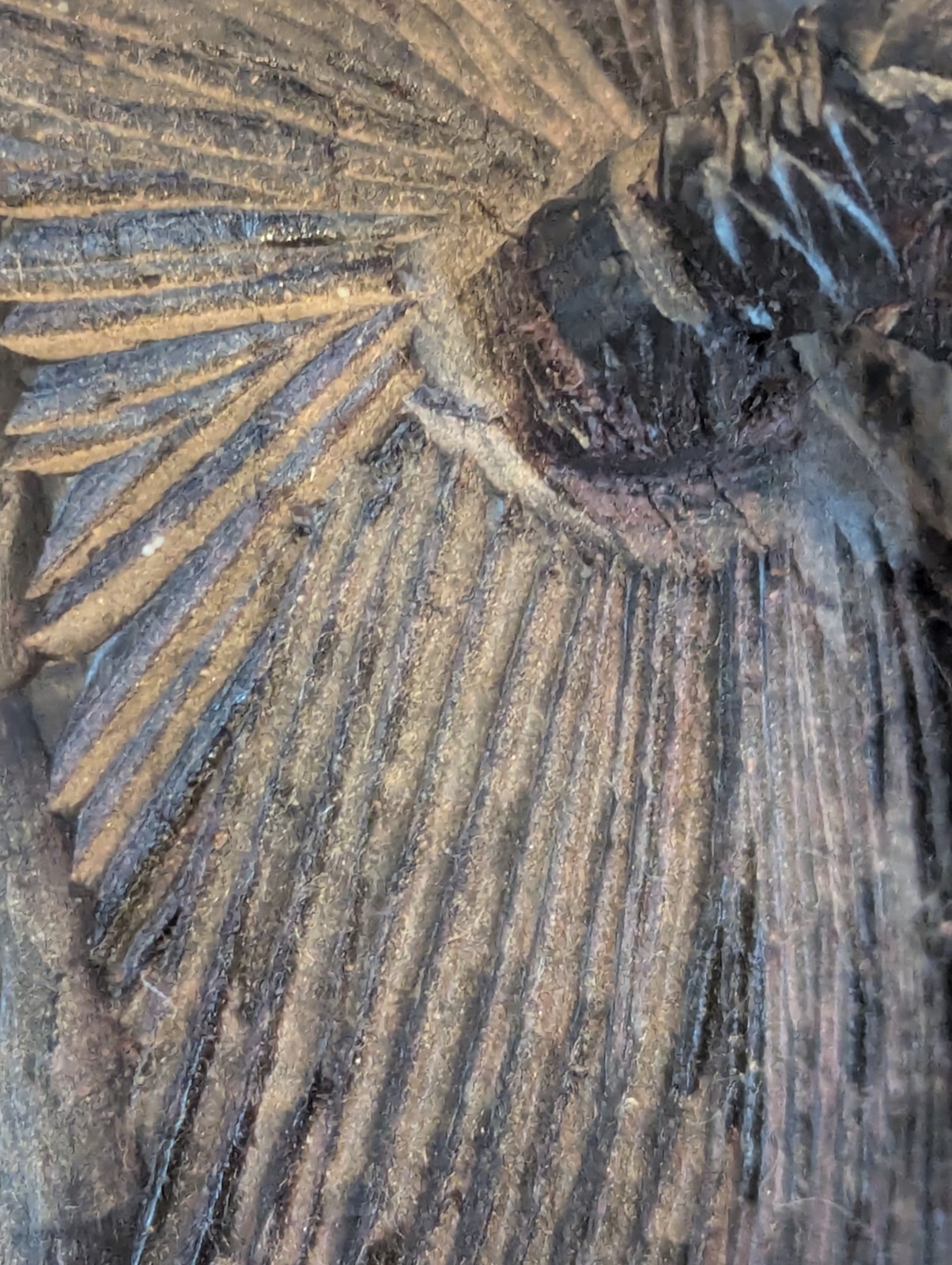 African Tribal Woman Bust Hand Carved Wood Sculpture Ethnographic Head Statue...