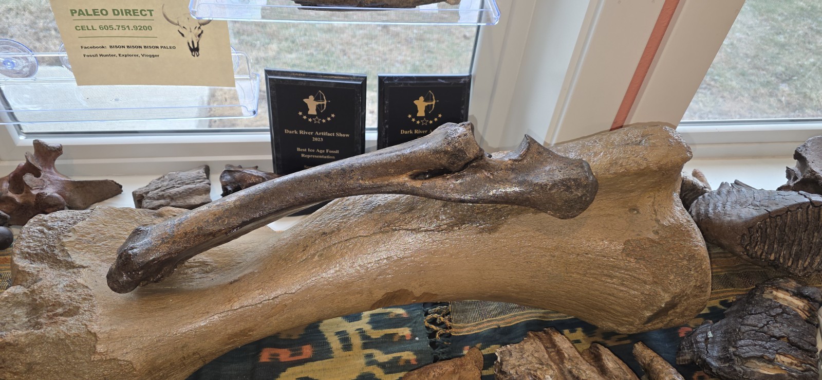 Huge Bison Bison Radius Ulna & Thoracic Vertebra