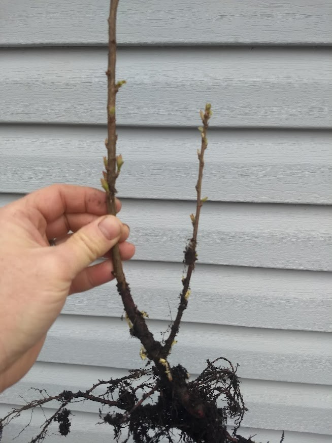1 DORMANT Nanking Cheropugy bush cherry, rooted plant. Zones 4-8 Prunus tomentos