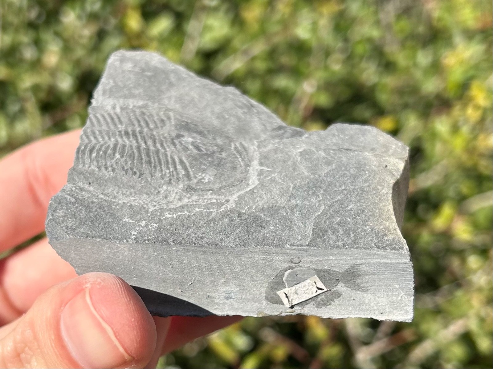 Washington Fossil Trilobite Ogygopsis Metaline Formation Cambrian Bug in Matrix