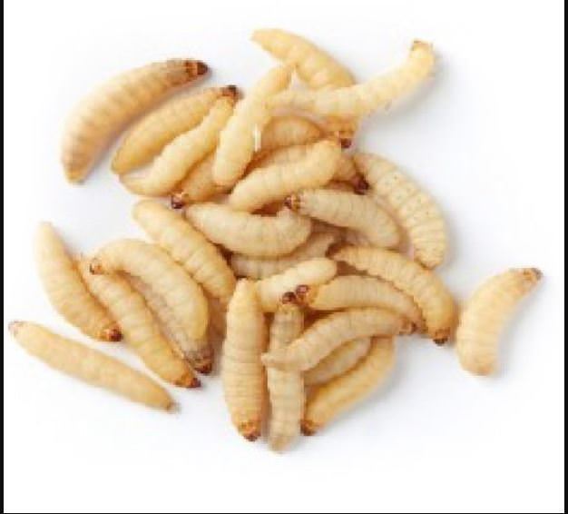 Live Wax worms Qty:250 to 1000 Feeding Reptiles/Fishing USPSFree Shipping/Fedex