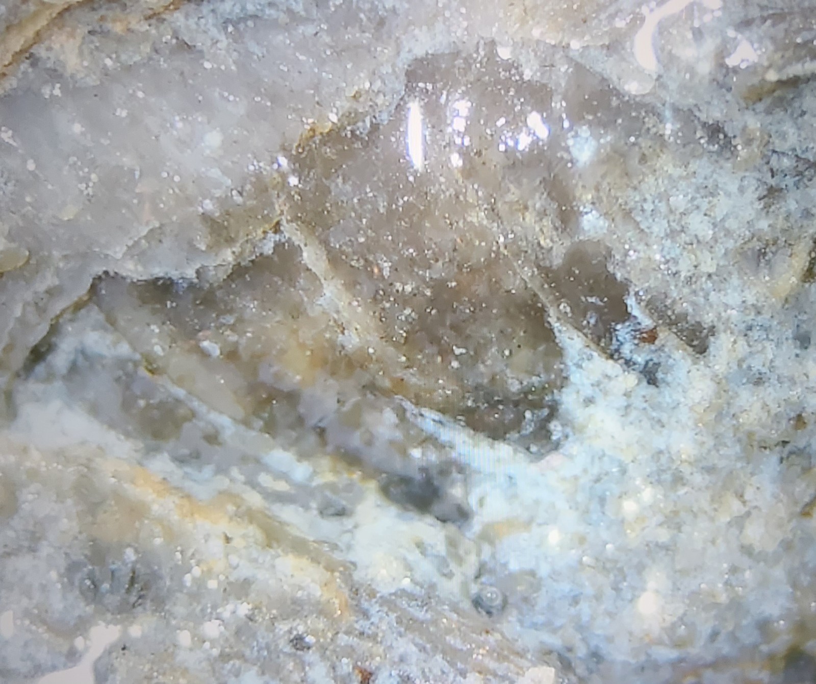 Silurian Sea Bed Fossil NW Ohio