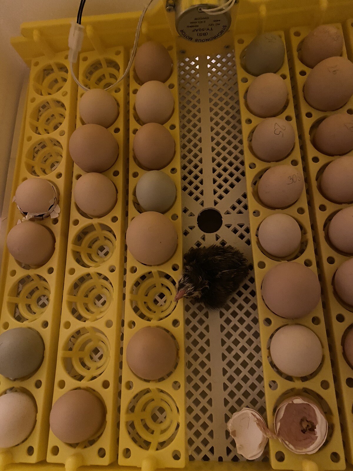 12+ Rare Breed Chicken Hatching Eggs Orpington, Brahma, Sweddish Flower