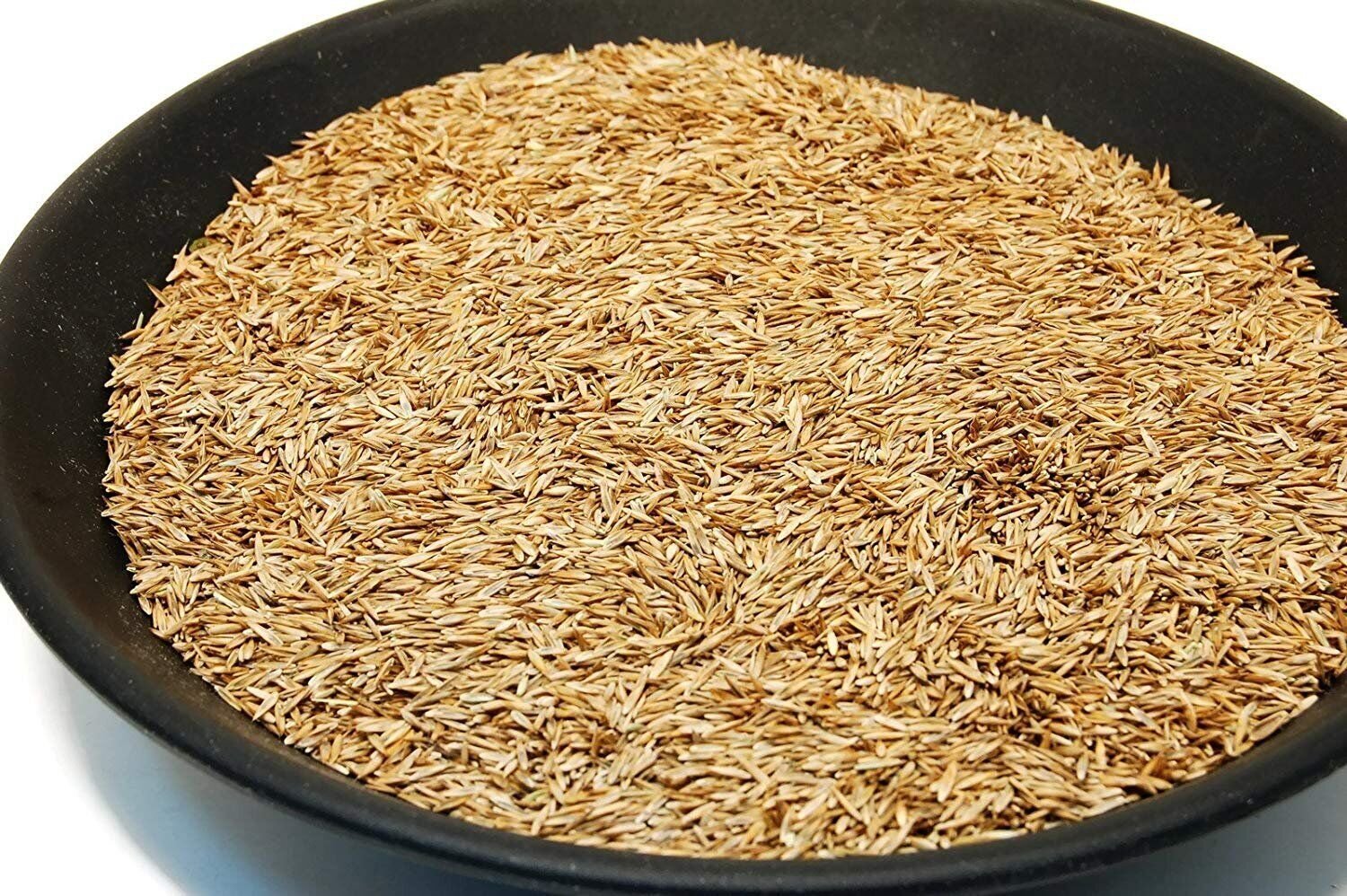 Kentucky 31 K31 Tall Fescue Grass Seed by Eretz - State Certified, CHOOSE SIZE!