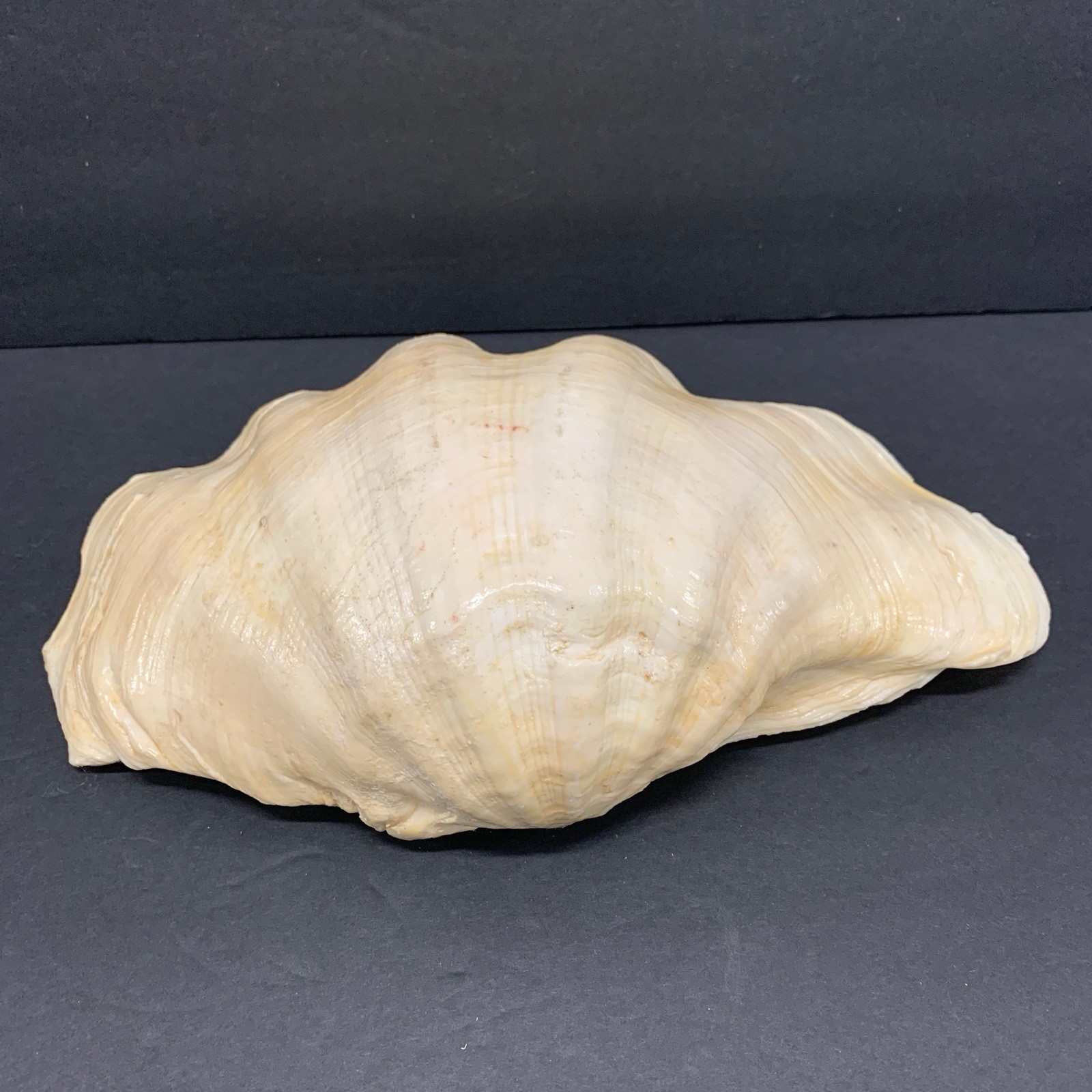 Tridacna Gigas Giant Natural Clam Shell - 12.5"x 8.5" - 5.11 lbs Vintage