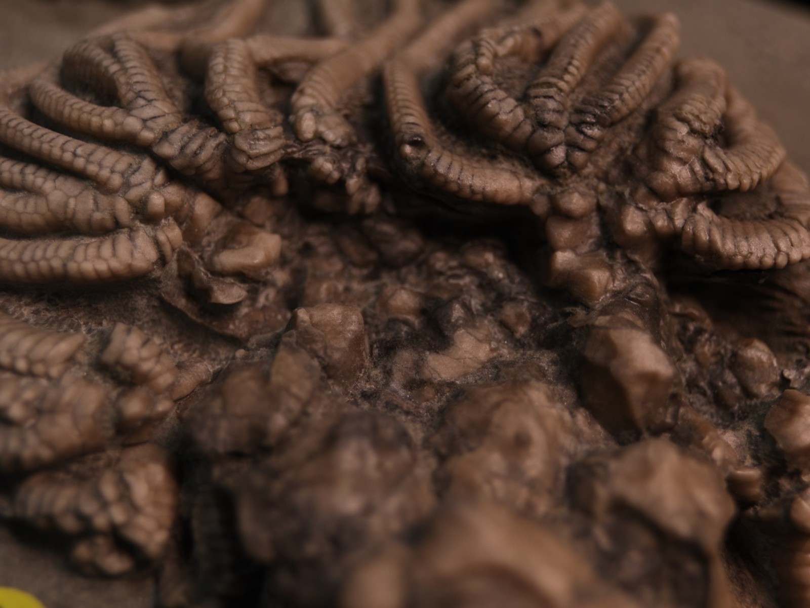 Meaty Plate of Fossil Crinoids, Crawfordsville, IN