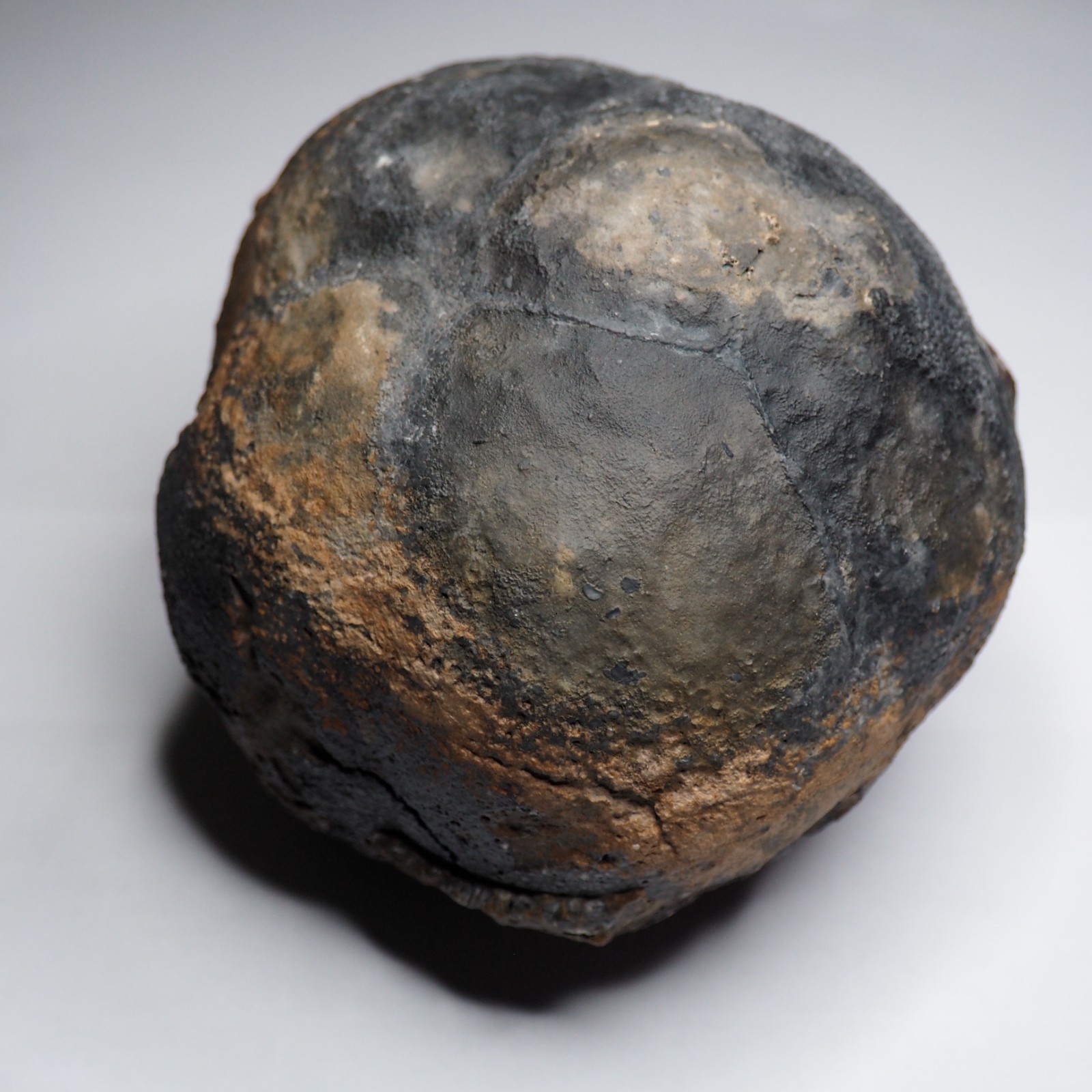 Large 1.8 kg Lobolith Scyphocrinites Crinoid Floating Devonian Fossil Morocco