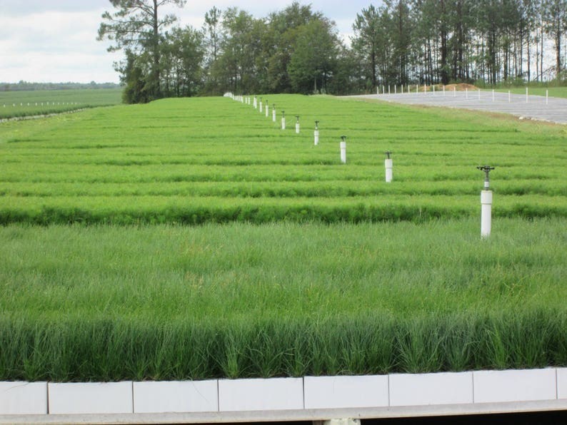 150 Loblolly pine tree containerized seedlings