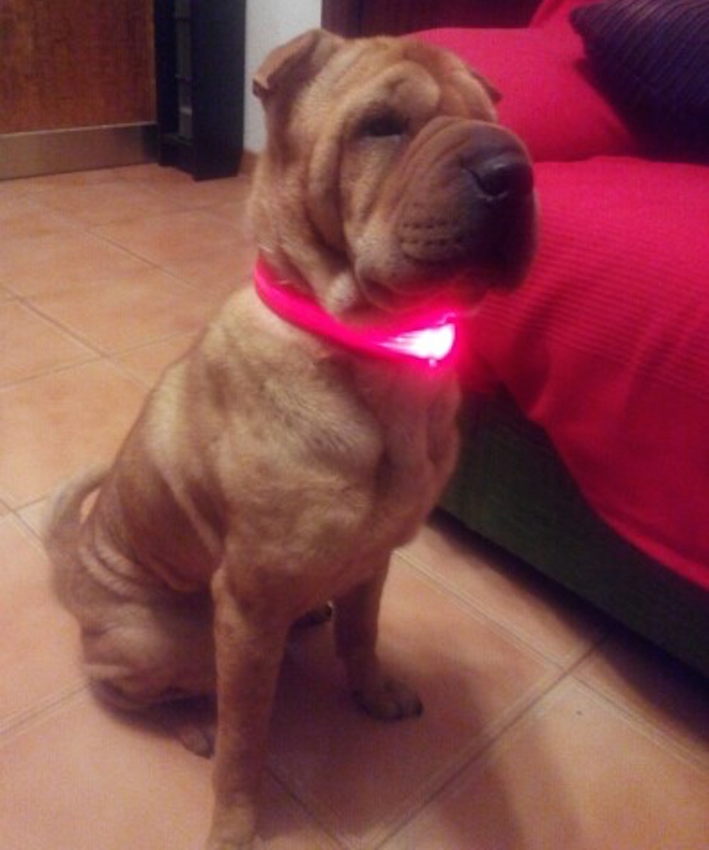 RECHARGEABLE LED PET GLOW COLLAR dog cat safety neck harness flash light USB