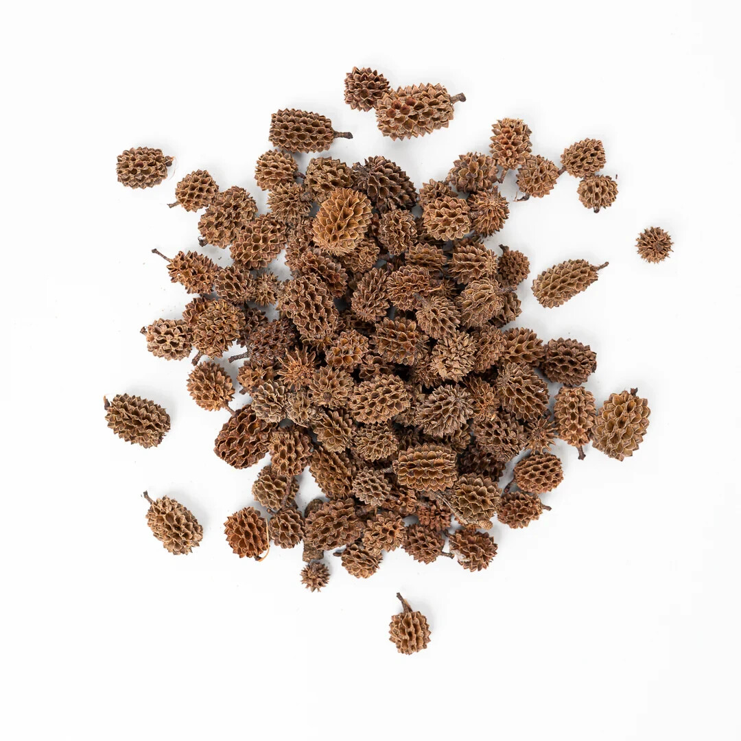 3 Nano Cholla Wood + 15 Filao Cones + 15 Alder Cones Aquarium Fish Invertebrates