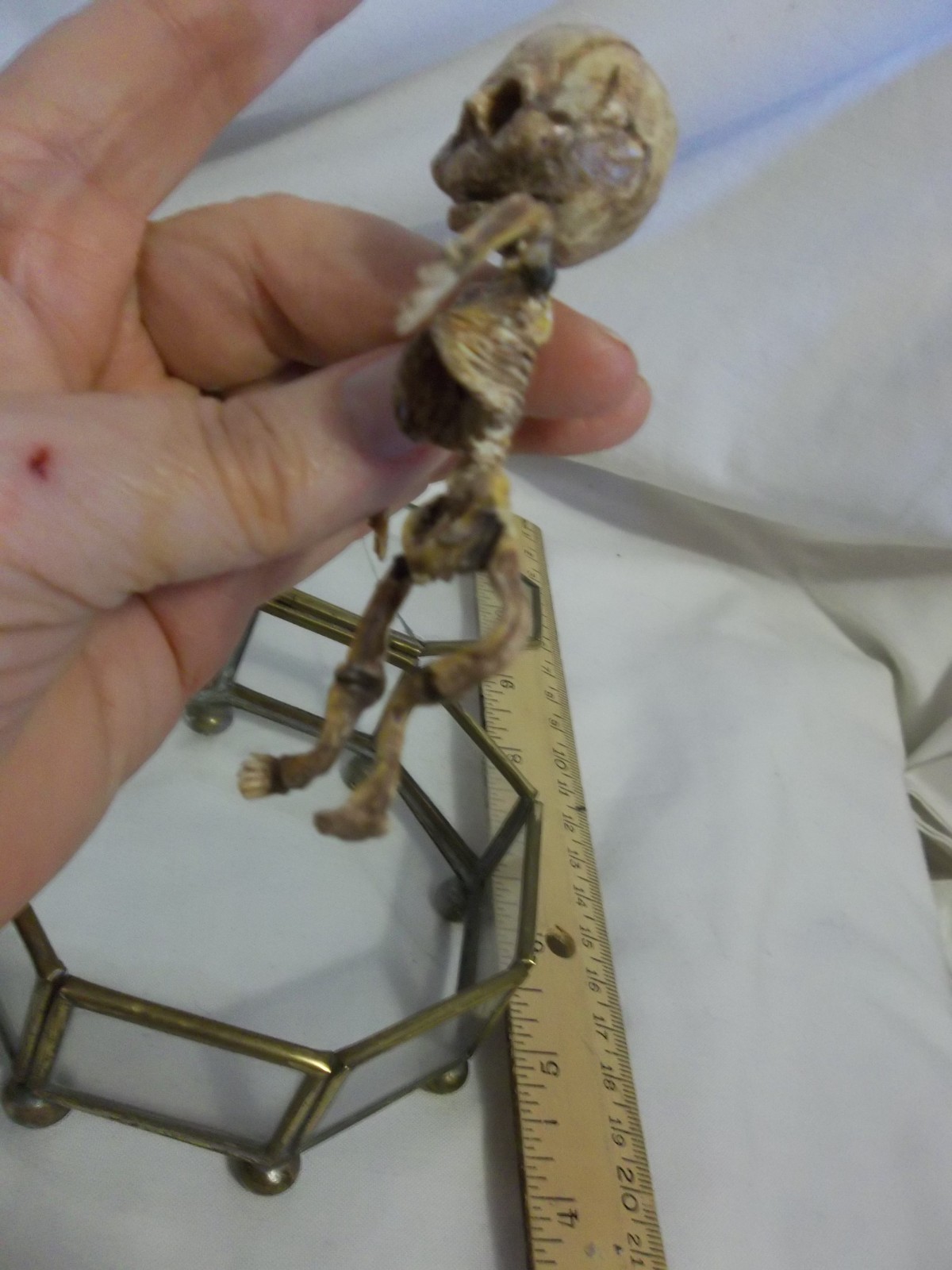 12 Week Fetus/Fetal Skeleton Curvature of Limbs Oddity Curiosity Sideshow Gaff