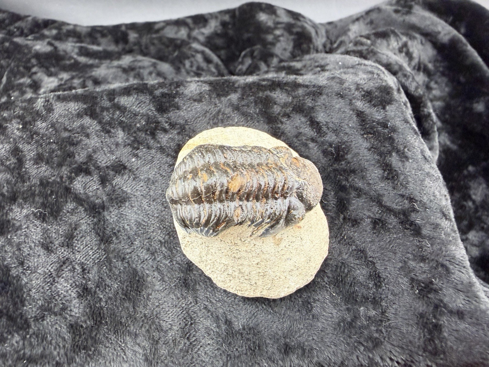 Trilobite Fossil in Sandstone Matrix from Morocco. 50 g.