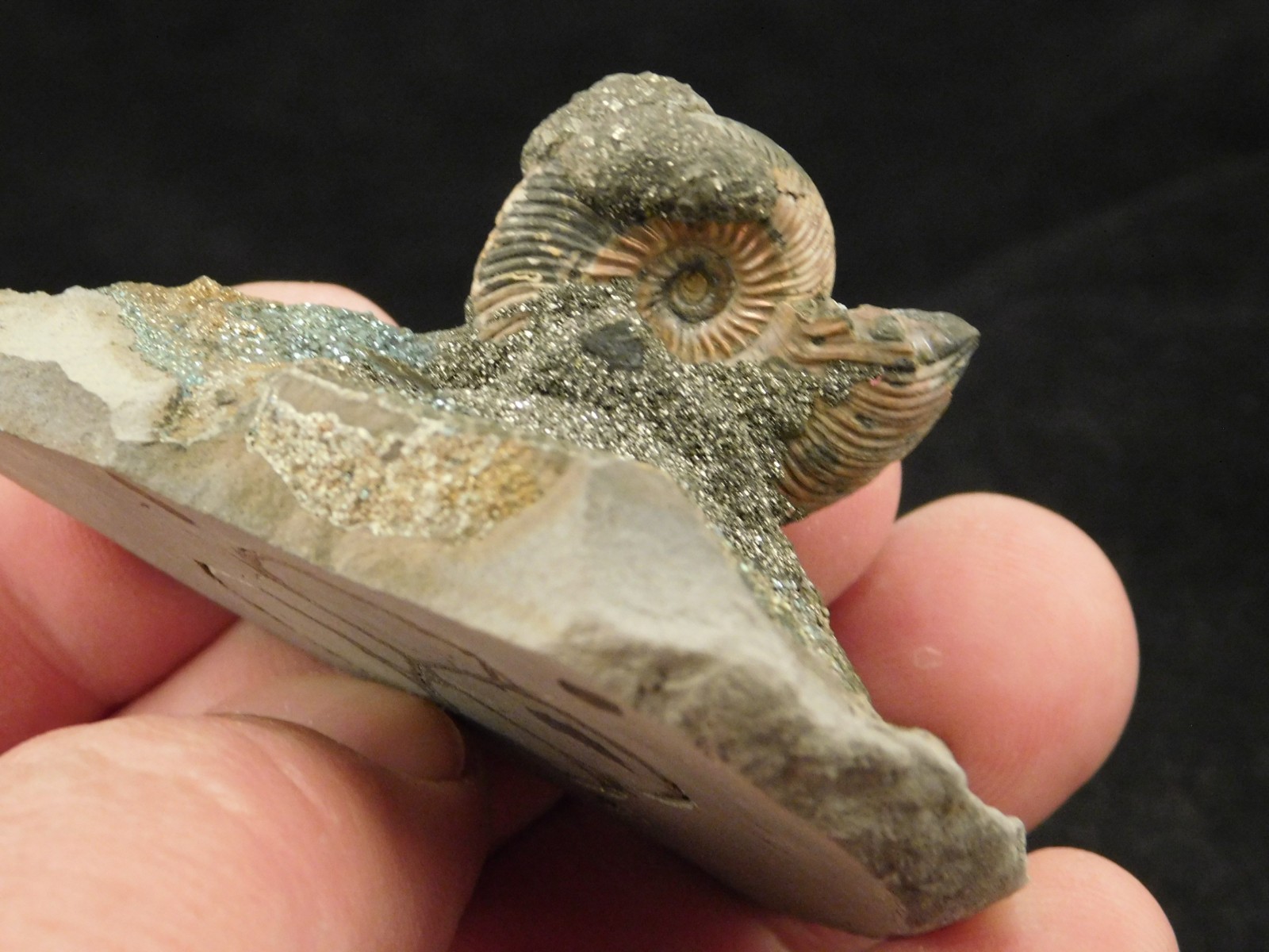 IRIDESCENT AMMONITE Fossil on Rainbow PYRITE! Volga River Saratov Russia 68.8gr