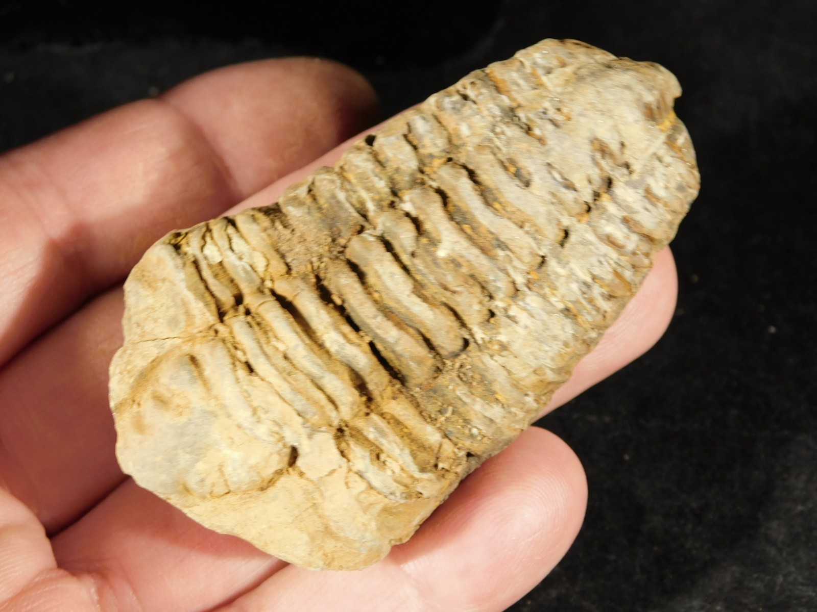 Big! 460 MILLION Year Old! Flexicalymene TRILOBITE Fossil Morocco 7.34