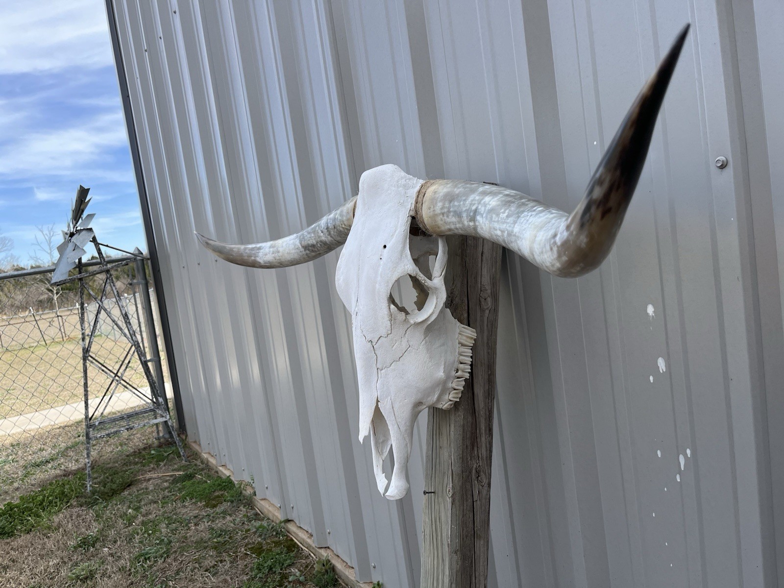 Longhorn STEER SKULL 4 Feet 6 1/2 Inches WIDE Horns BULL HORN MOUNTED COW HEAD