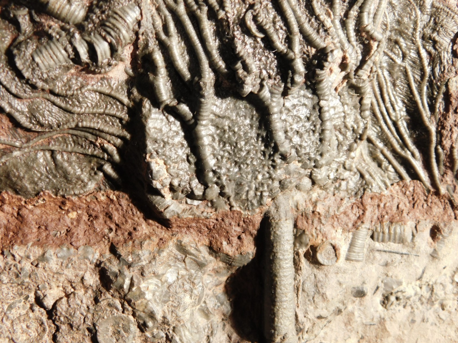 Nice! 430 Million Year Old! CRINOID Fossil or Sea LILY Fossil Morocco 838gr