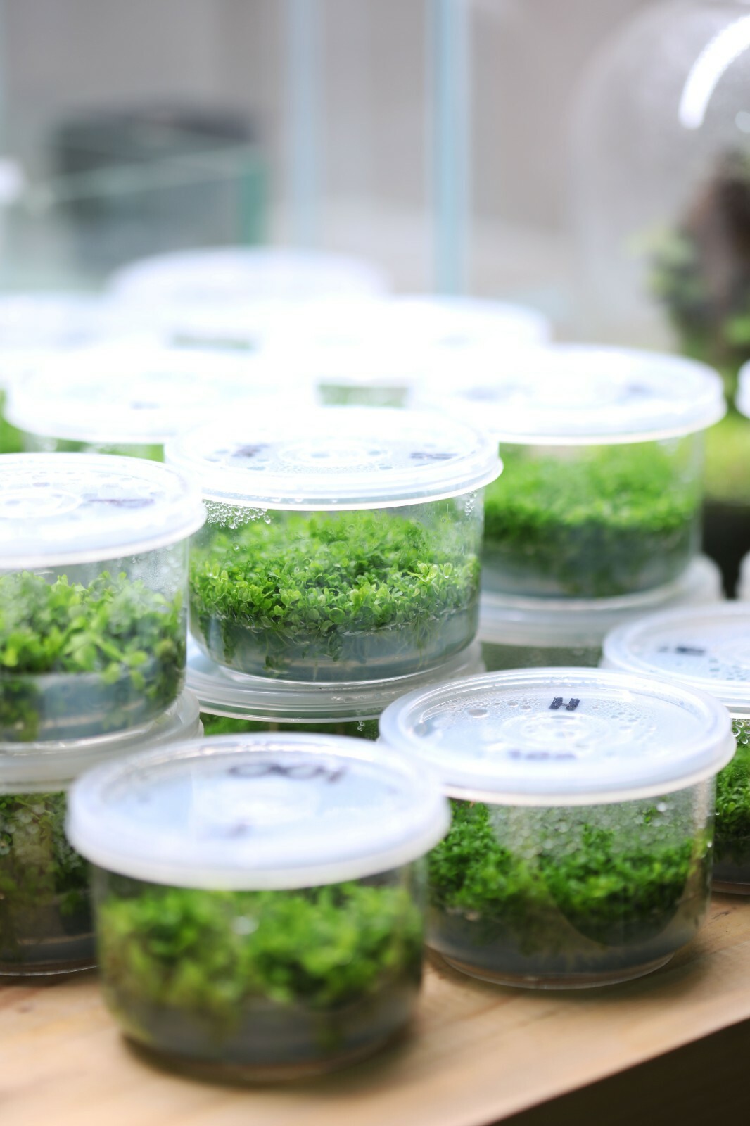 Plant Tissue Culture Media Kit - Makes 10 Liters of Medium