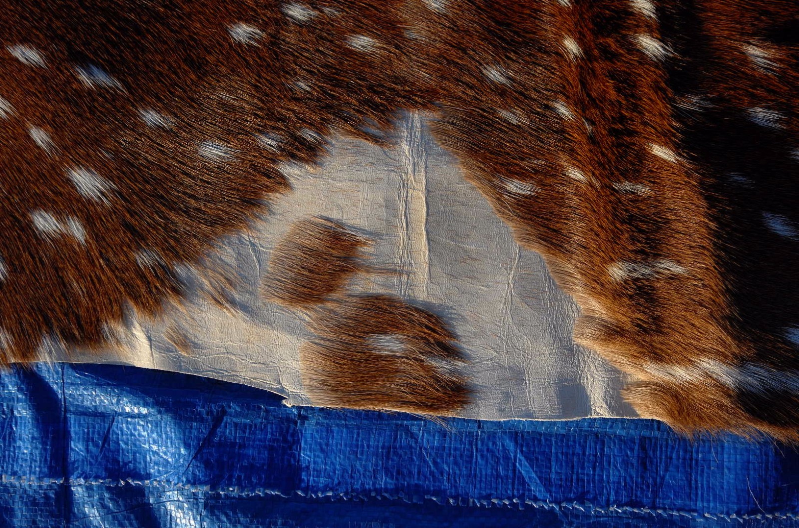 Axis Deer Skin Second Grade -Axis Deer Hide Size: 38"X30" Cheetal deer buck hide