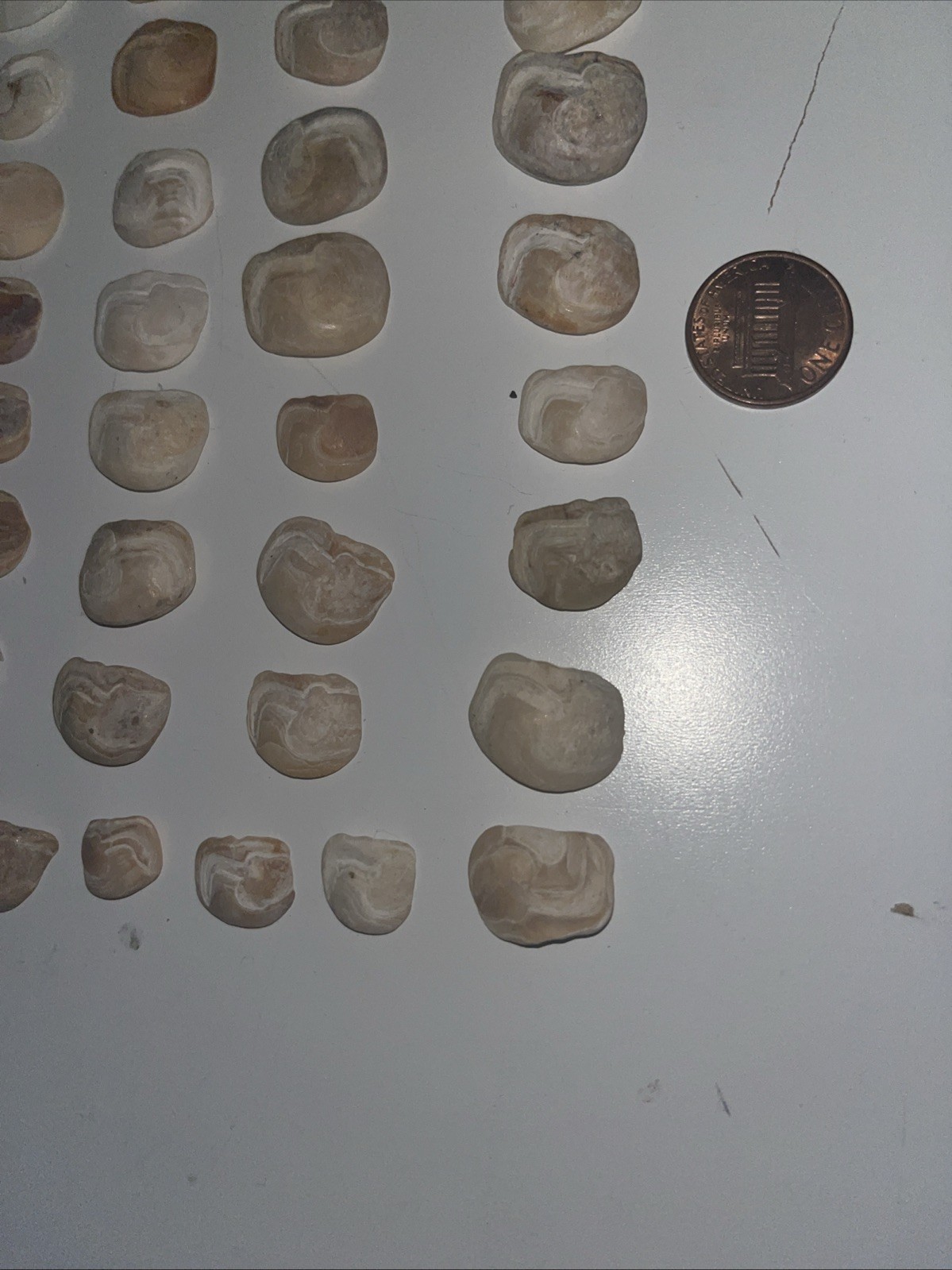 Lake Erie Lucky Stones Otolith Bones Crafts Decor Lot Of 42 Various Colors Sizes