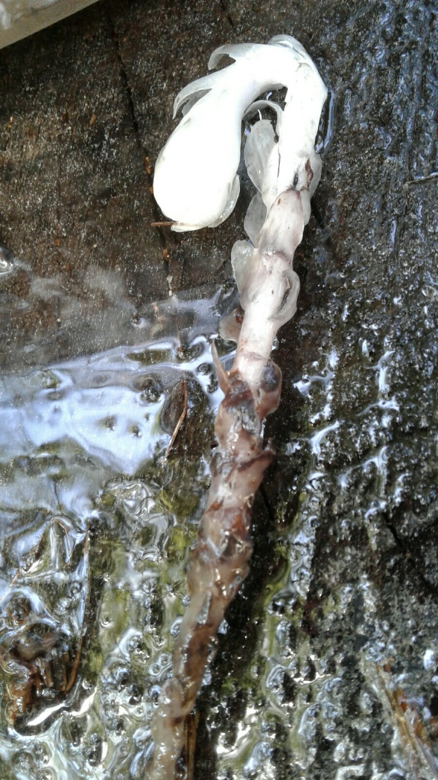 Indian Pipe Ghost Plant Tincture with Flower In Bottle 15 ml Drops monotropa 