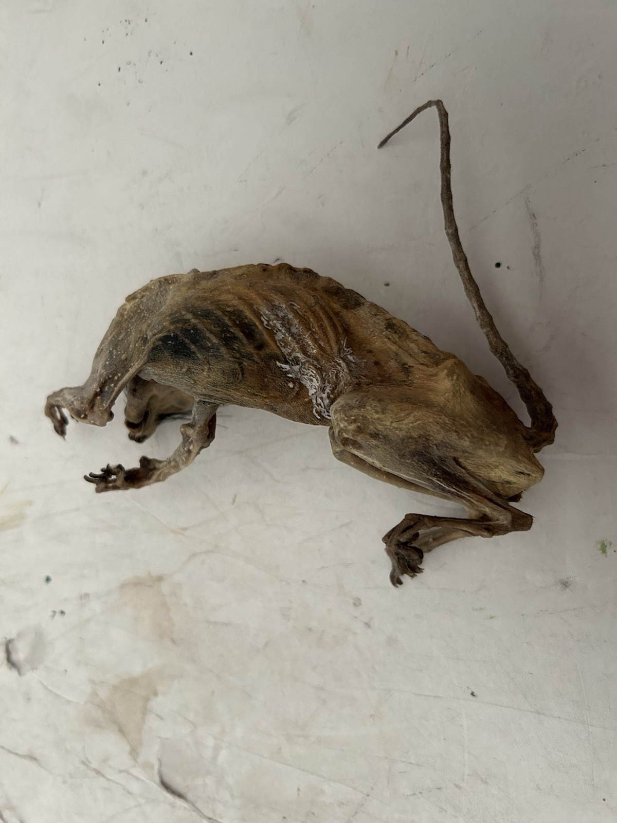 Mummified Baby Squirrel Unusual Unique