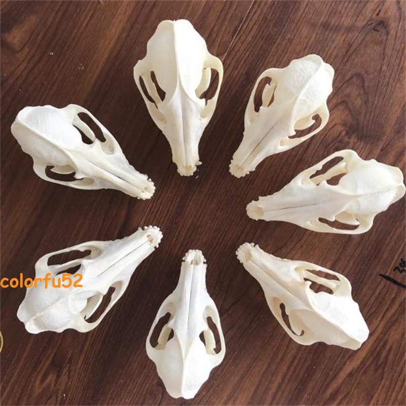 Real Fox Skull Taxidermy Bone Skeleton Halloween Fish Tank Decoration In Stock